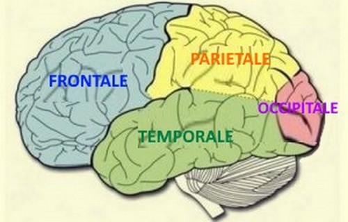 Lobi cerebrali: caratteristiche e funzioni