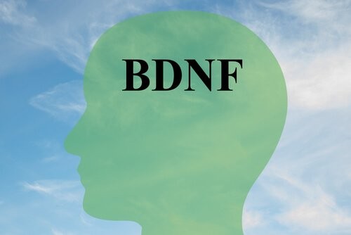 BDNF: la molecola che protegge il cervello
