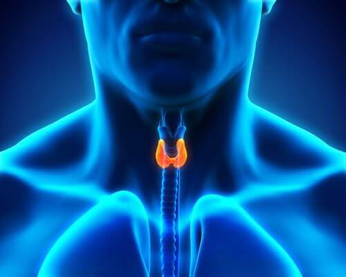 Immagine del collo con in evidenza la ghiandola tiroidea.