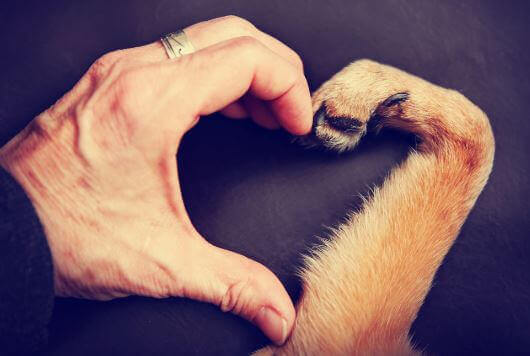 Amare un animale, mano e zampa formano un cuore