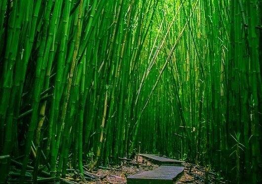 Sentiero fra piante di bambù