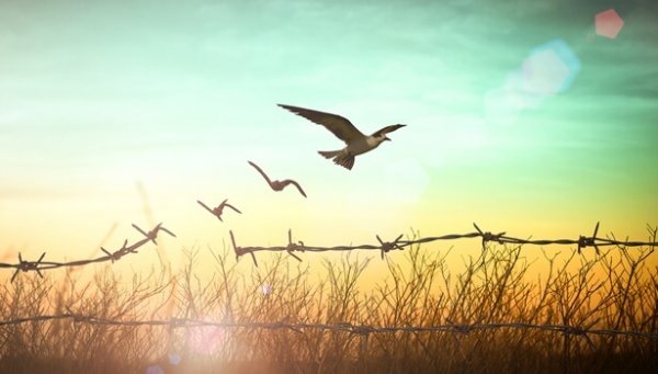 Uccello che esce da recinzione di filo spinato