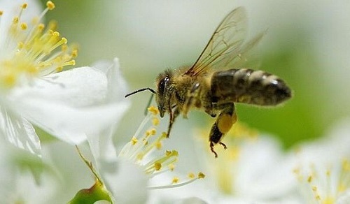 Imparare dalle api per vivere meglio?