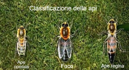 Classificazione delle api