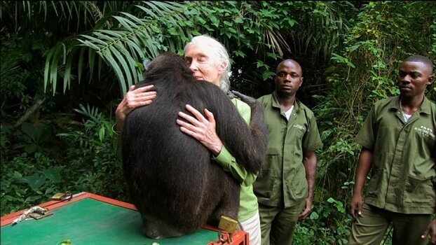 Jane Goodalla abbraccia un gorilla
