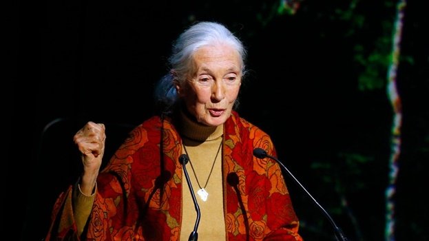 Jane Goodall