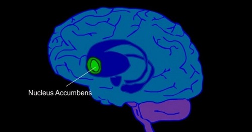 Nucleo accumbens
