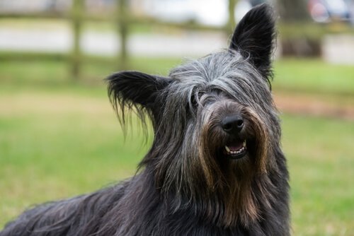 Skye terrier
