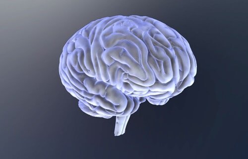 Cervello
