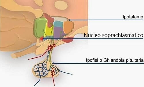 Nucleo soprachiasmatico