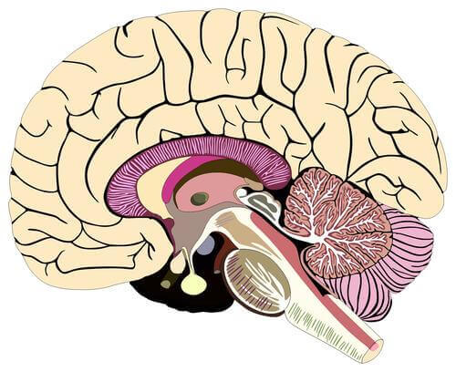 Cervello meningi