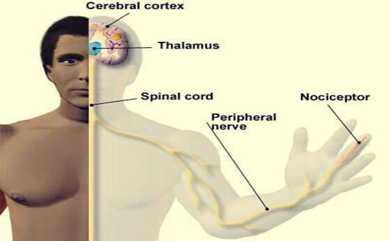 Trasmissione del dolore
