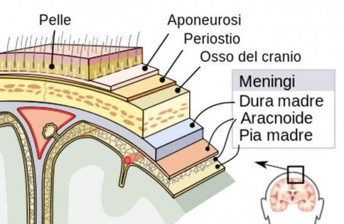 Struttura meningi