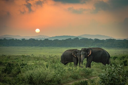 La tristezza degli elefanti, una storia vera