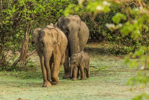 Famiglia di elefanti pascolano