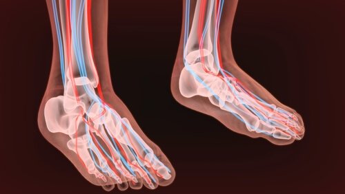 I nervi dei piedi