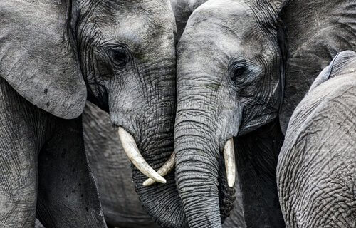 La tristezza degli elefanti insegna molte cose