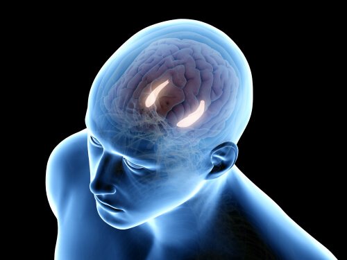 Cervello illuminato ippocampo