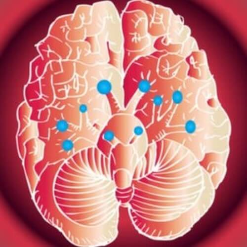 I nervi cranici e le loro funzioni