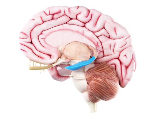 Cervello formazione dell'ippocampo