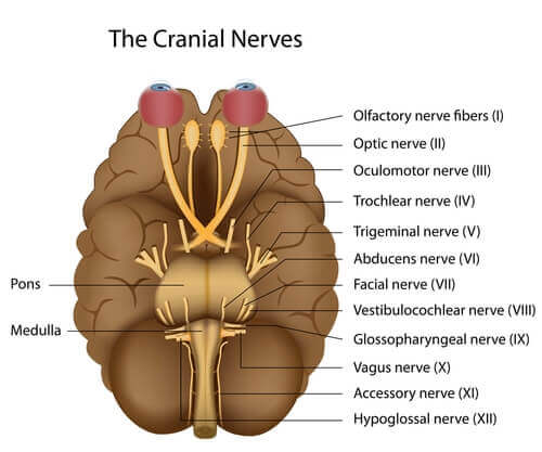 Schema dei nervi cranici