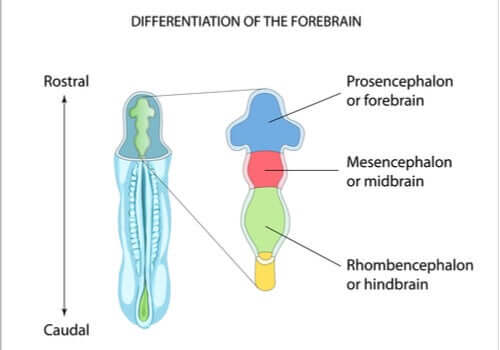 Struttura rombencefalo