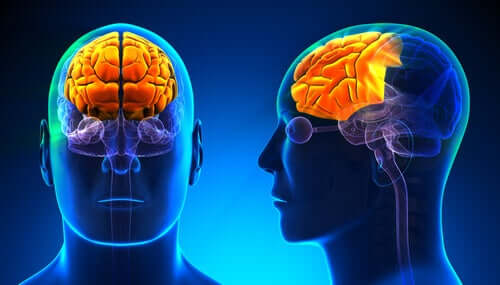 Neurobiologia dell'alcolismo, cervello con lobo frontale illuminato