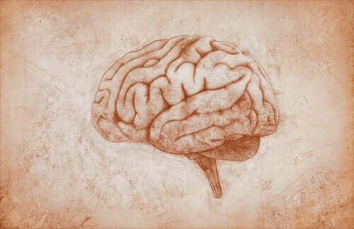 Disegno del cervello umano