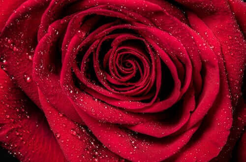 Rosa rossa brevi racconti