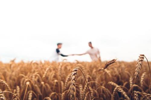 Cerchio degli uomini in un campo di grano