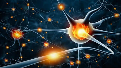 Retea Neurala Plasticità neuronale: caratteristiche e tipi - La Mente è Meravigliosa