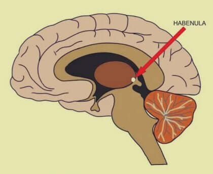 Disegno del cervello e posizione della habenula