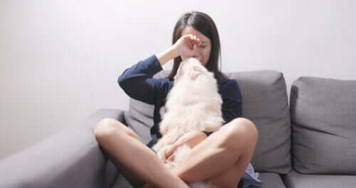 Cane che consola padrona che piange