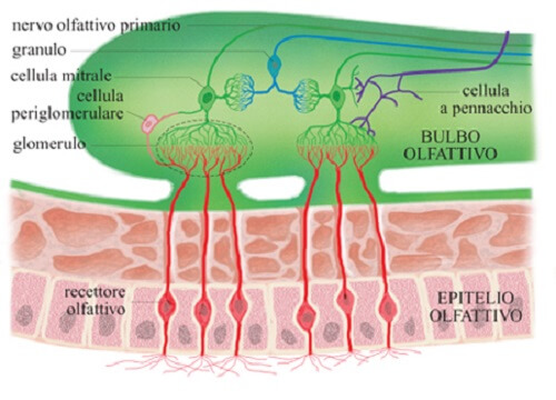 Illustrazione del bulbo olfattivo
