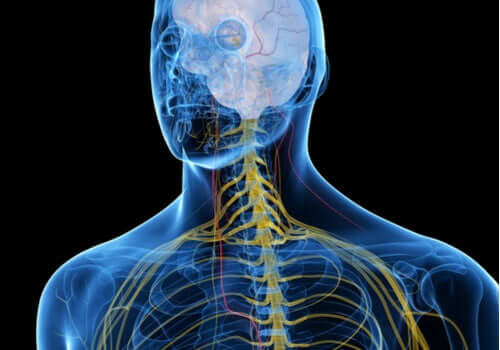 Profilo del sistema nervoso