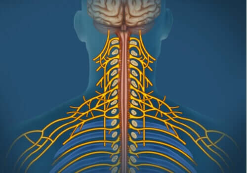 Sistema nervoso somatico: caratteristiche e funzioni