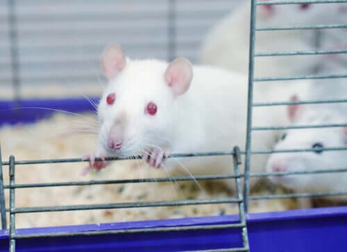 L’incredibile esperimento del Rat Park