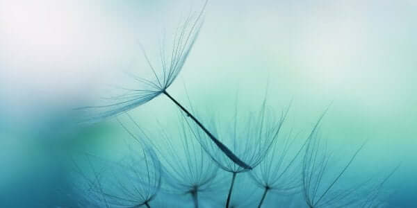 Tarassaco che simboleggia le menti calme