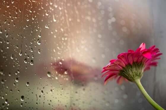 Fiore e pioggia