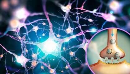 Il glutammato: neurotrasmettitore multifunzione