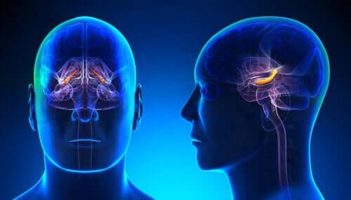 Grafica del cervello di un uomo con ippocampo evidenziato