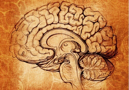 Nucleo lenticolare, il centro dell'apprendimento