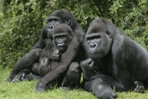 Gruppo di gorilla