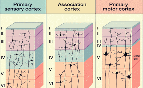 Associazioni della neocorteccia
