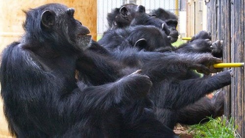 Gruppo di scimpanzé