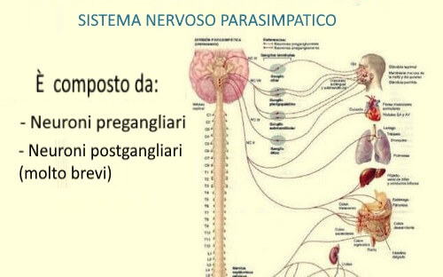 Sistema nervoso parasimpatico