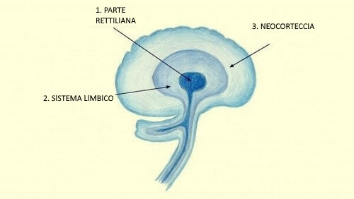 Struttura della neocorteccia