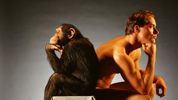 Metadeumanizzazione, uomo e scimmia
