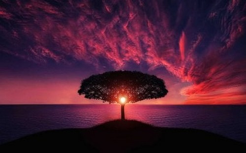 Albero e tramonto