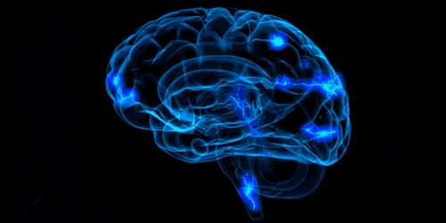 Cervello e connessioni cerebrali
